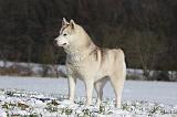 SIBERIAN HUSKY 501